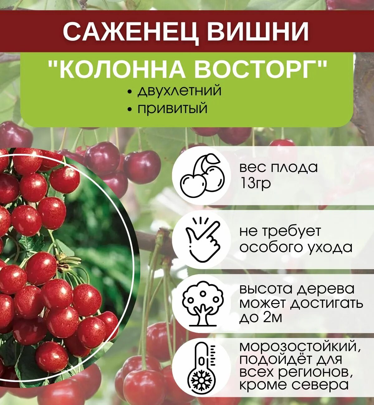 Вишня восторг описание сорта. Вишня восторг. вишня колонна. вишня пирамидальная восторг. вишня колонна восторг.