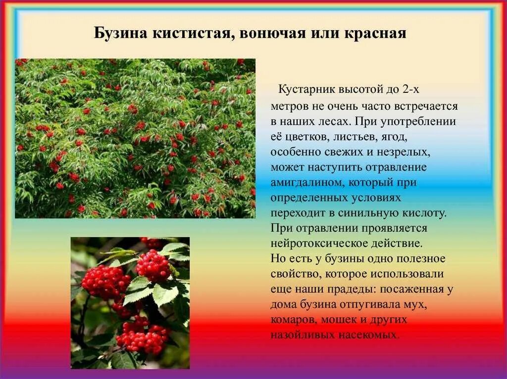 Бузина красная доклад. Бузина ядовитое растение. Бузина красная (sambúcus racemósa). Бузина красная кистистая. Едят ли бузину красную.