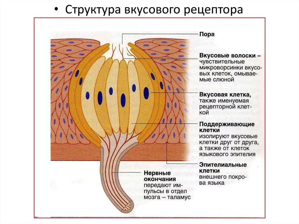 Строение рецепторного аппарата вкусового анализатора. Строение рецепторов вкусового анализатора. Строение органа вкуса вкусовые рецепторы. Вкусовая почка структура Рецептор.