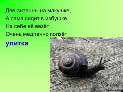 Улитка проползла 800 мм