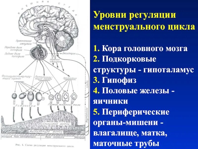 Гипофиз регуляции менструационного цикла. Уровни регуляции менструационного цикла. Нейрогуморальная регуляция менструального цикла. Схема регуляции менструационного цикла.