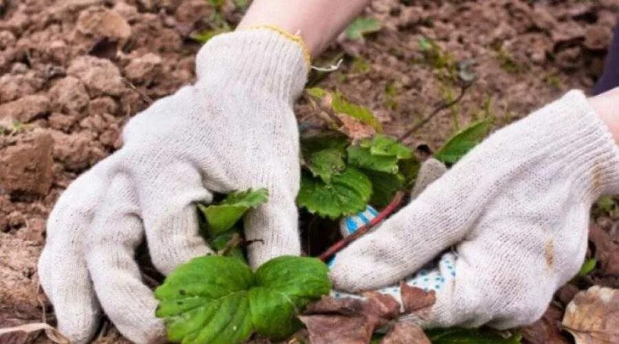 Уход за земляникой весной после зимы. Клубника после зимы. Клубника Дубняк. Кусты клубники после зимы.