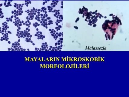 Грибок малассезия у собак