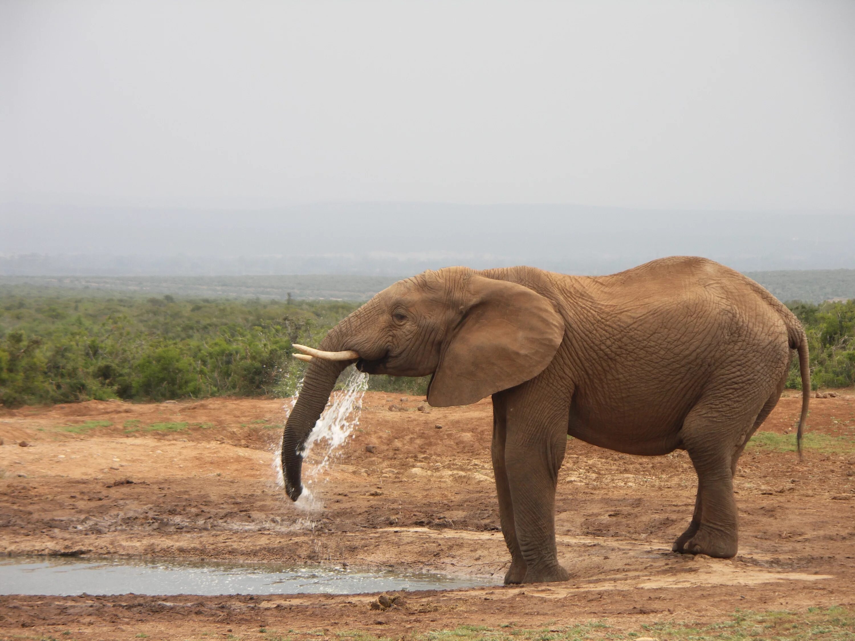 Слон пьющий воду. Эддо парк. Addo National Park. Слон. Слон пьет. Слон пьет воду.