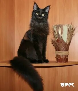Мейн кун 6 месяцев