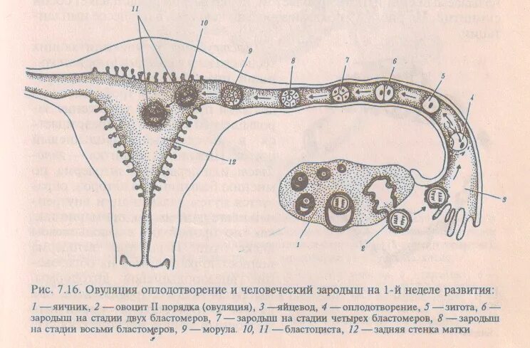 Какое оплодотворение у млекопитающих. Зародыш млекопитающего ЕГЭ. Схема развития зиготы в матке. Схема оплодотворения человека. Схема оплодотворения яйцеклетки.