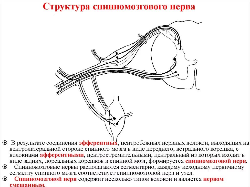 Схема образования спинномозгового нерва. Схема образования спинного нерва. Соединительная ветвь спинномозгового нерва иннервирует. Структуры спинномозговых нервов.