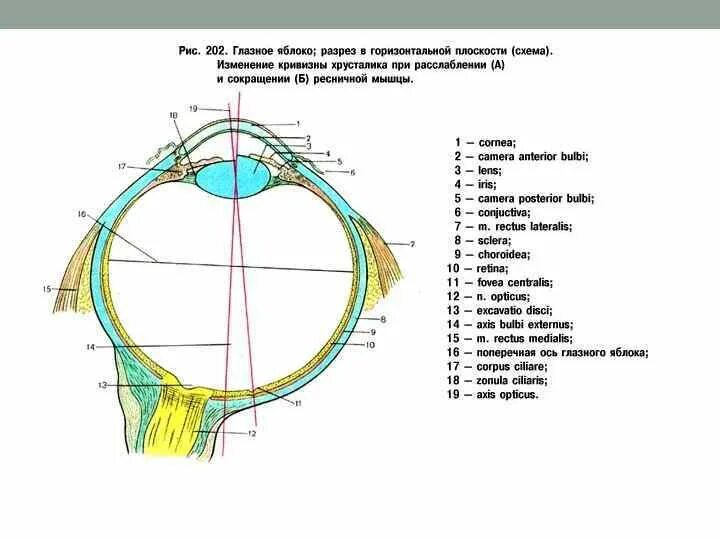 Задний полюс глаза. Наружная и внутренняя ось глазного яблока. Сагиттальная ось глазного яблока. Полюса глазного яблока. Передний и задний полюс глазного яблока.