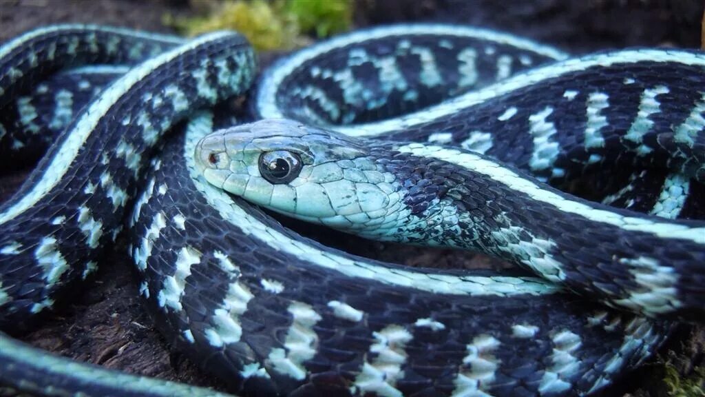 Калифорнийскаяподвязочная змеяъ. Калифорнийский подвязочный уж. Голубая подвязочная змея. Калифорнийская Краснобокая подвязочная змея.