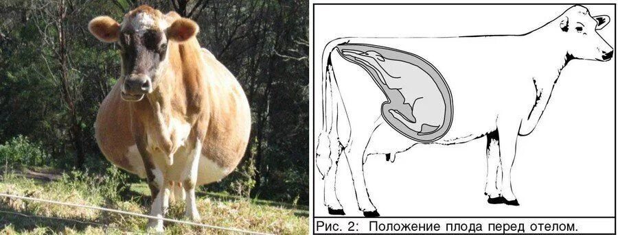 У коровы 7 месяцев стельности. Стельная корова. Животное определяющее беременность