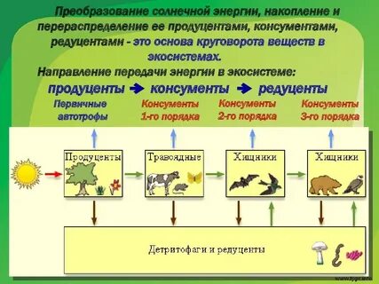 3 функциональные группы экосистемы