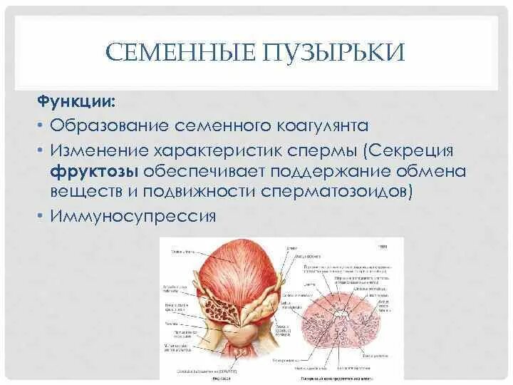 Строение семенных пузырьков. Строение семенных пузырьков