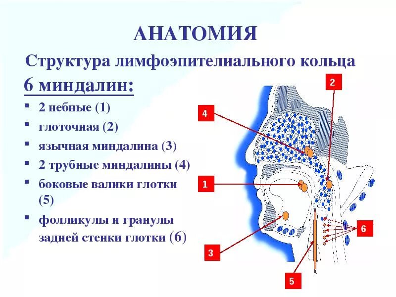 Валики глотки. Строение небной миндалины. Строение миндалин схема. Строение горла небная миндалина.