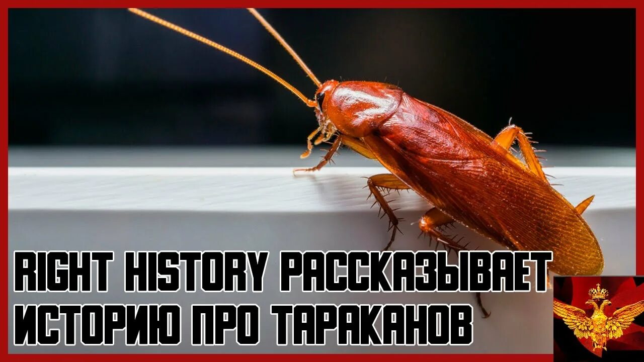 Рыжий таракан прусак. Насекомые в квартире. Разные тараканы. Тараканов квартире. Таракановые таракановые.