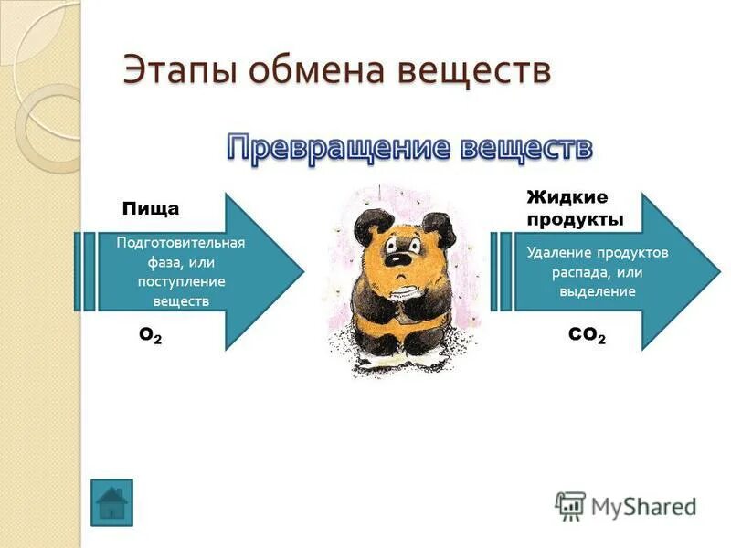 продукт обмена веществ у растений. какие биологически активные вещества синтезируются в почках. выделение продуктов обмена веществ. удаление из организма конечных продуктов обмена веществ. система выделения физиология.