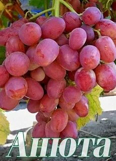 Сорт анюта