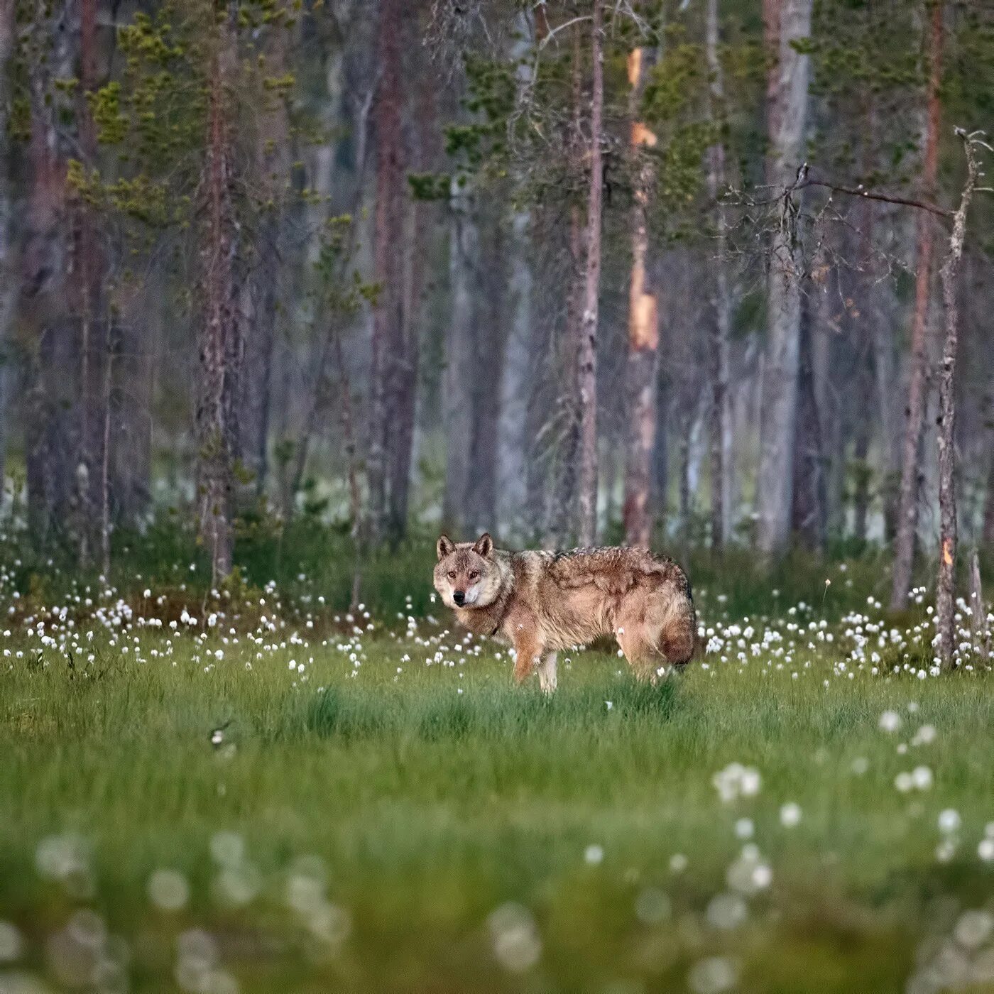 Дикая ленинградская область. Природа России животные. Дикие животные Карелии. Республика Карелия животные. Звери Карелии.