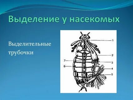 Выделение у насекомых