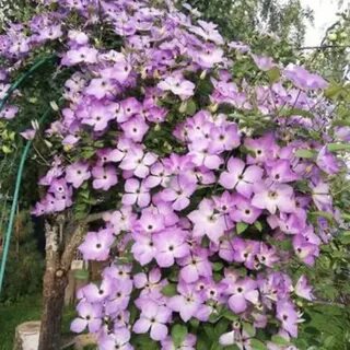 Монинг скай