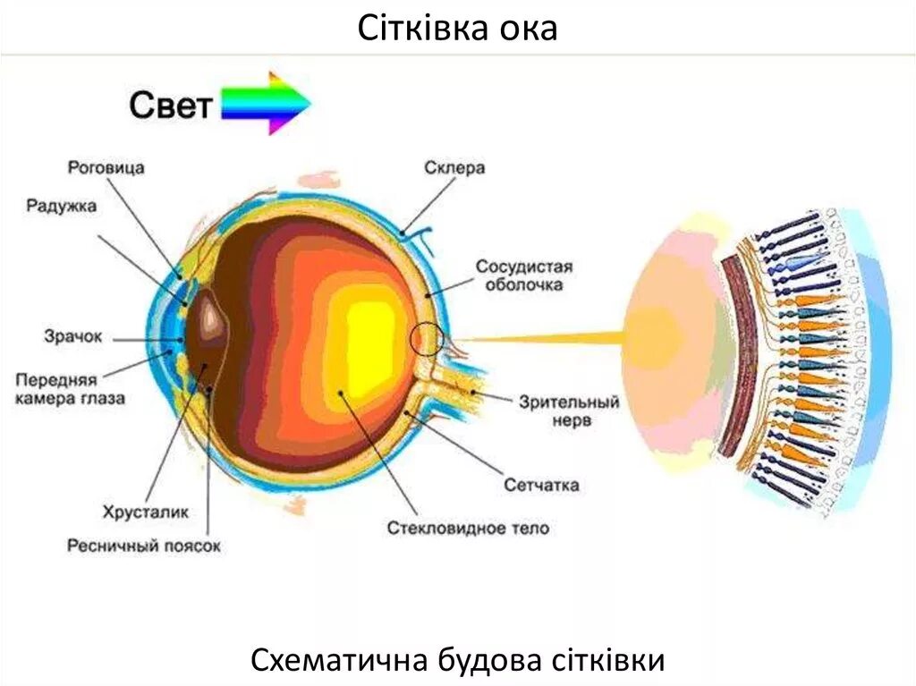 Что воспринимает световое изображение прошедшее через зрачок. Сетчатка глаза. Свет и зрение. Глаз в разрезе.