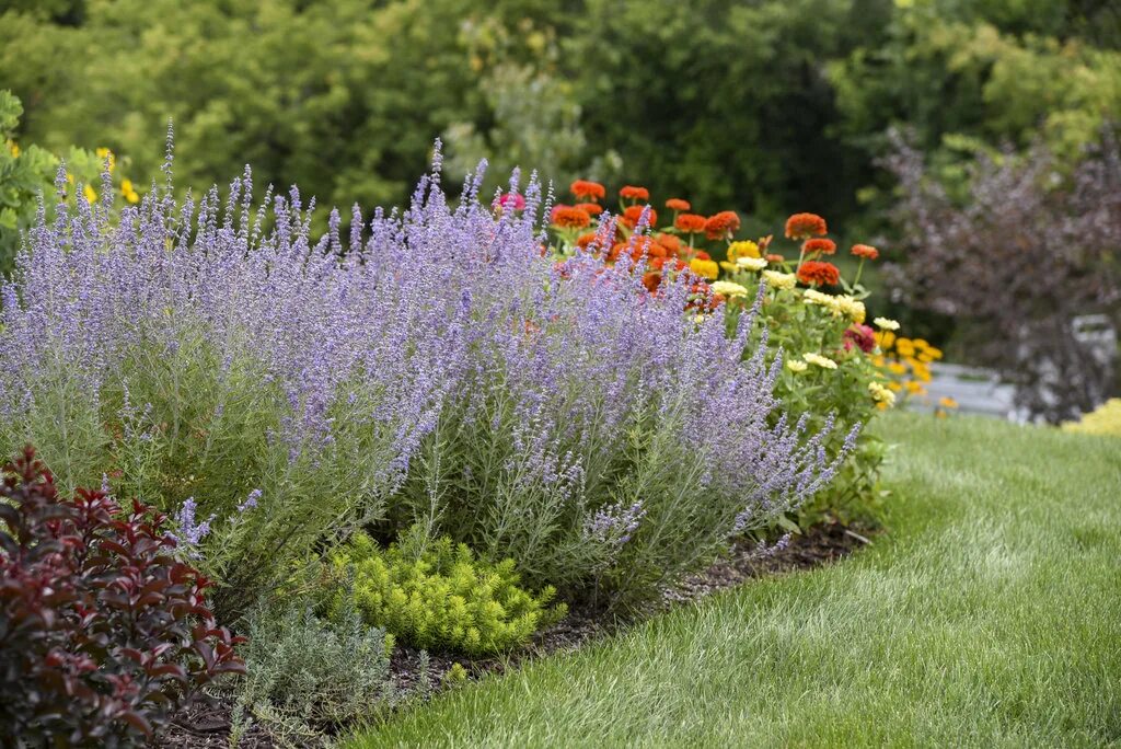 Russian plants. Перовския atriplicifolia. Перовския Сильвер Блю. Перовския лебедолистная (Perovskia atriplicifolia). Перовския Блю Спайр.