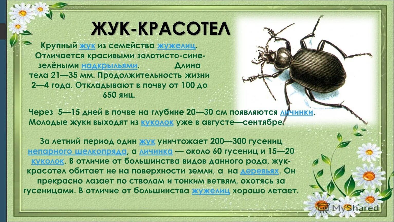 Жук красотел в какой природной зоне обитает. Окружающий мир Жук красотел. Жук пахучий красотел. Жук красотел занесен в красную. Жук красотел пахучий описание.