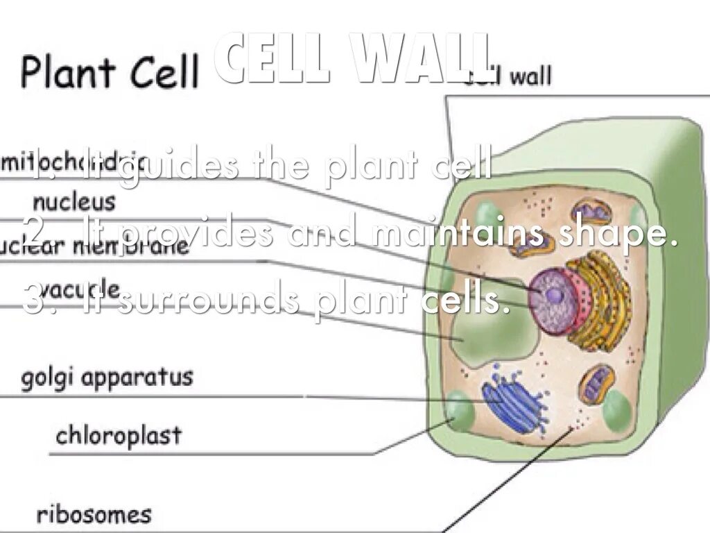 Cell Wall and Cell membrane. Function of Cell Wall. Cell membrane and Cell Wall in Plant Cell. Cell membrane vs Cell Wall.