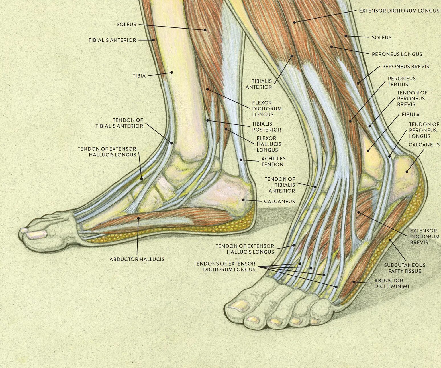 Foot muscle. Лодыжка анатомия. Стопа анатомия. Голеностоп анатомия. Щиколотки анатомически.