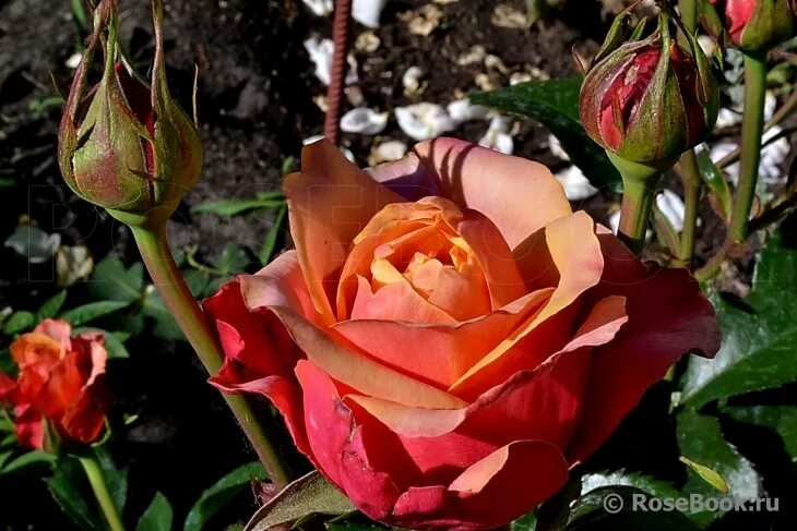 роза королева черри бренди. роза чайно-гибридная черри бренди. роза черри бренди. черри бренди отзывы. черри бренди отзывы.