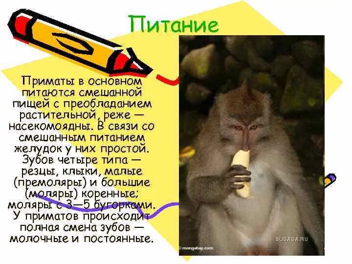 Используя содержание текста приматы. Используя содержание текста приматы