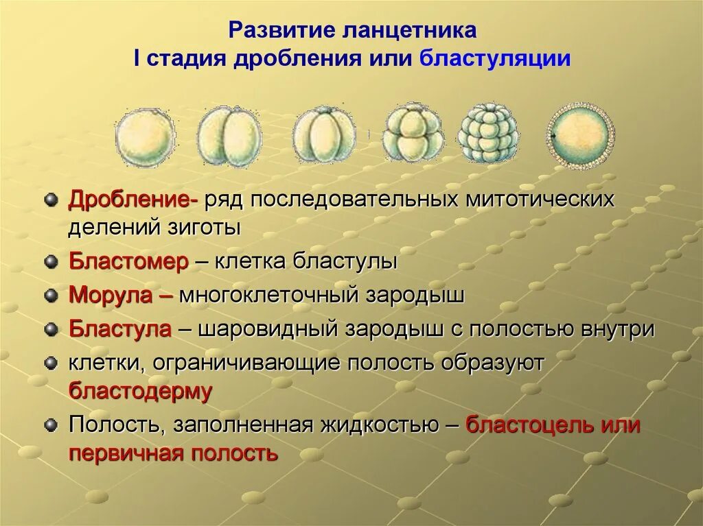 Онтогенез фаза дробления. Схема репликации вируса гриппа. Онтогенез вирусов. Типы взаимодействия бактериофага с бактериальной клеткой схема. Схема взаимодействия пластид.