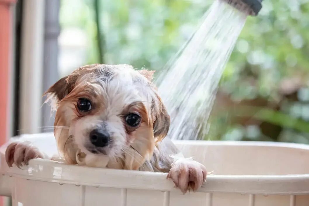 Dog bathing
