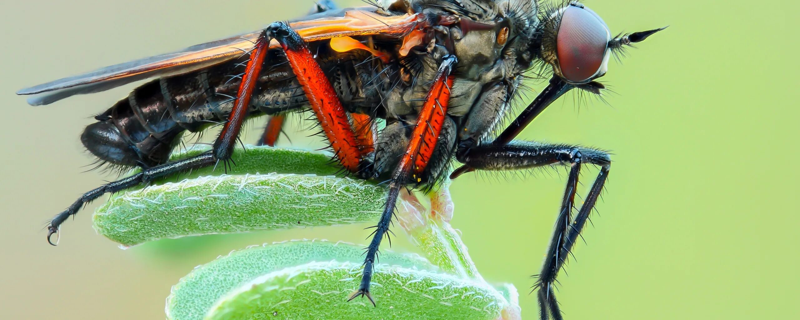 Insect legs. Лапки насекомых. Мышцы насекомых. Лапки кузнечика. Летательная мускулатура насекомых.