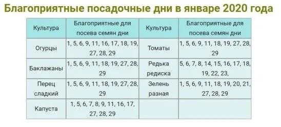 Лунный календарь на январь для посева перцев