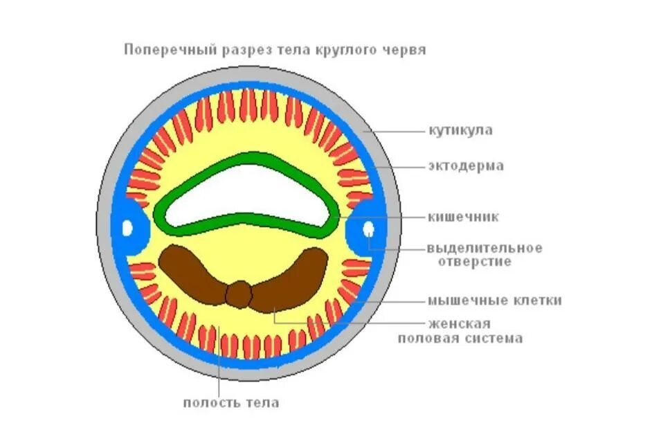 Мускульный мешок круглых червей. Круглые черви строение поперечный разрез. Поперечный разрез круглого червя. Разрезы тела круглого червя. Поперечный срез круглого червя.