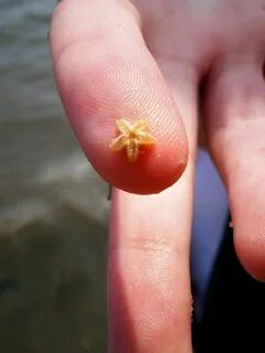 Маленькая морская