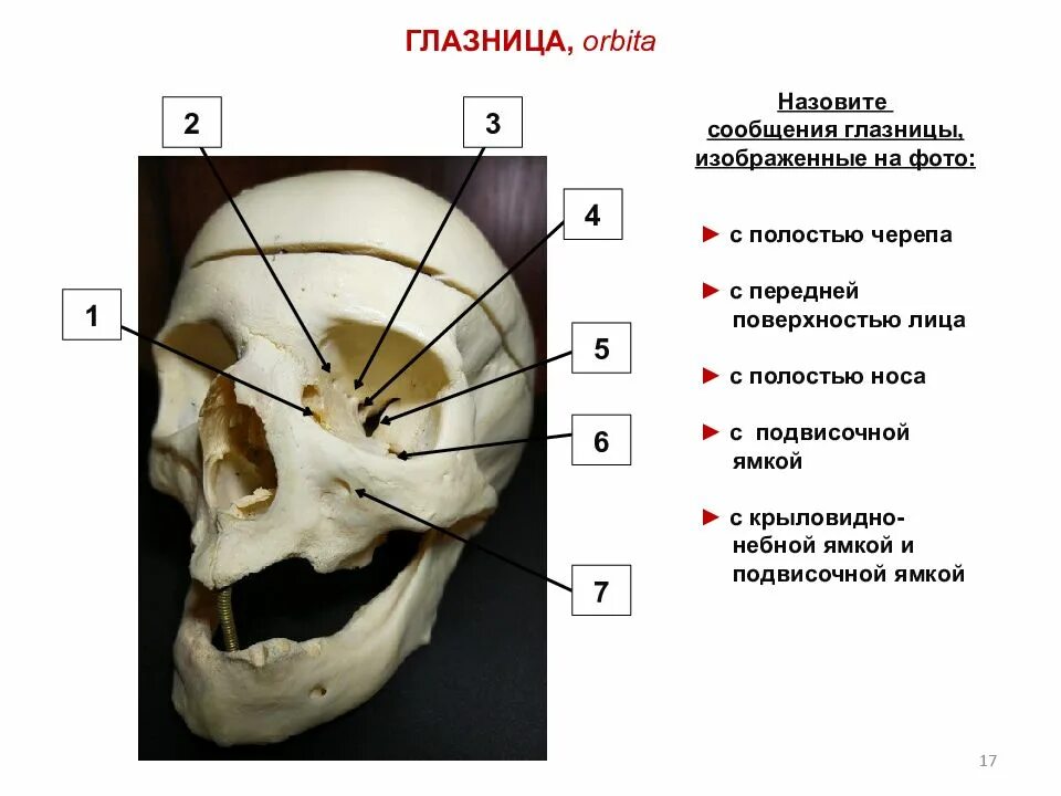 Сообщения глазницы. Сообщения глазницы с полостью черепа. Сообщения глазницы анатомия таблица. Сообщения глазницы со средней черепной ямкой.