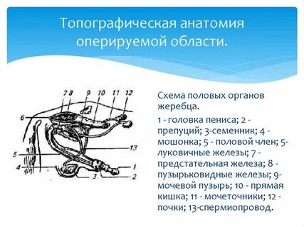 Работа мужского полового органа