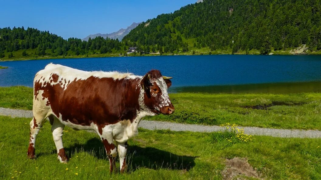 Алтайская корова купить. Коровы на Алтае. Корова на Республики Алтай. Алтай коровы пасутся. Алтайские телята.