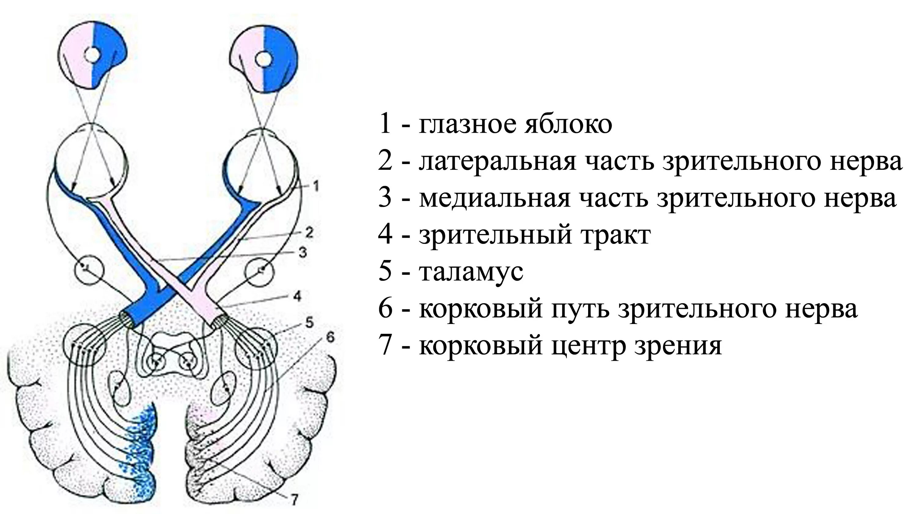 Периневральное пространство зрительного нерва. Зрительный нерв ,хиазма анатомия. Путь зрительного анализатора анатомия. Латеральные волокна зрительного нерва. Зрительный тракт схема анатомия.