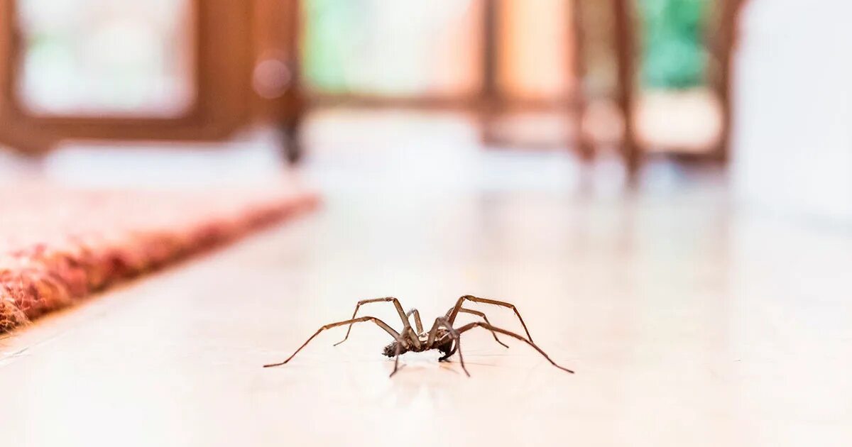 Увидеть ползущего паука. На кровати куча пауков. Как выгнать паука из-за кровати?.