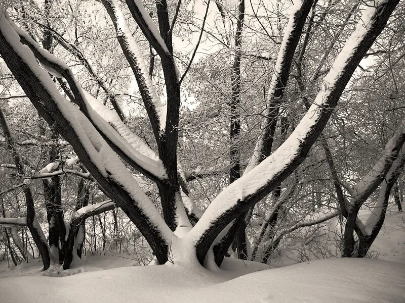 дерева вы мои дерева слушать. дерева вы мои дерева бачурин текст. дерева вы мои дерева. дерево с нотами. дерева вы мои дерева.