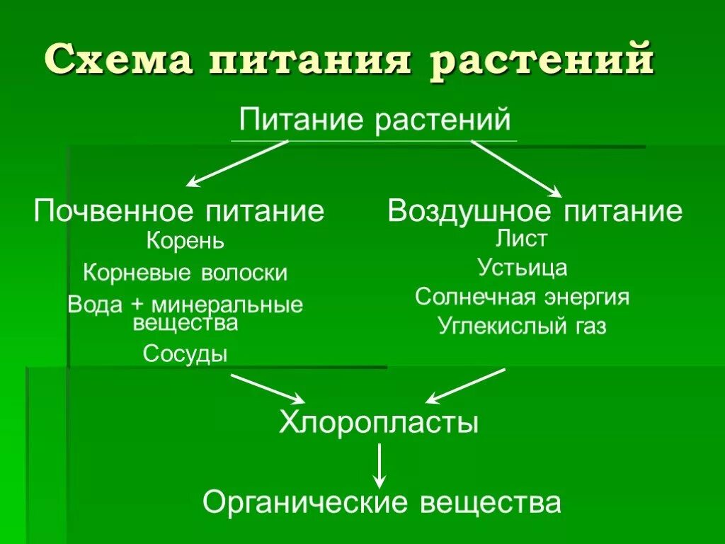 Минеральное питание растений 6 класс биология таблица. Таблица по биологии 6 класс минеральное питание растений. Минеральное питание растений 6 класс таблица. Питание растений 6 класс таблица.