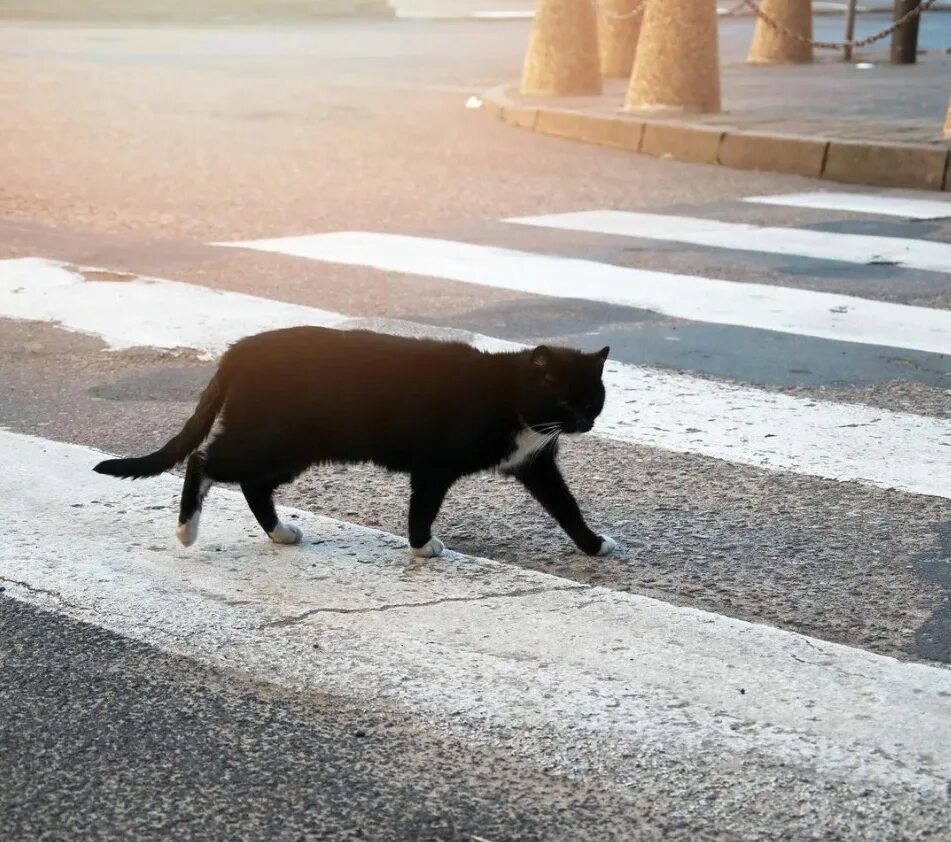 Приметы перейти дорогу. Черная кошка перебегает дорогу. Кот переходит дорогу. Черная кошка переходит дорогу. Черный кот переходит дорогу.