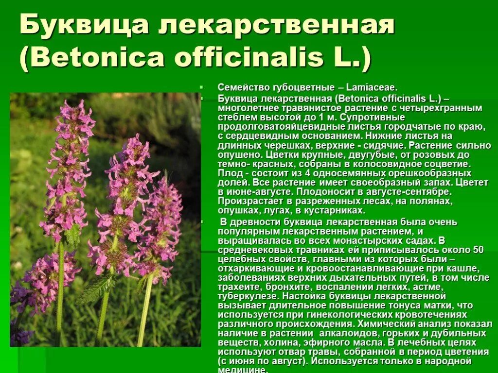 Лекарственное животное список. Буквица Бетоника Betonica officinalis. Буквица лекарственная семейство. Лекартсвенныерастения. Лекарственные растения описание.