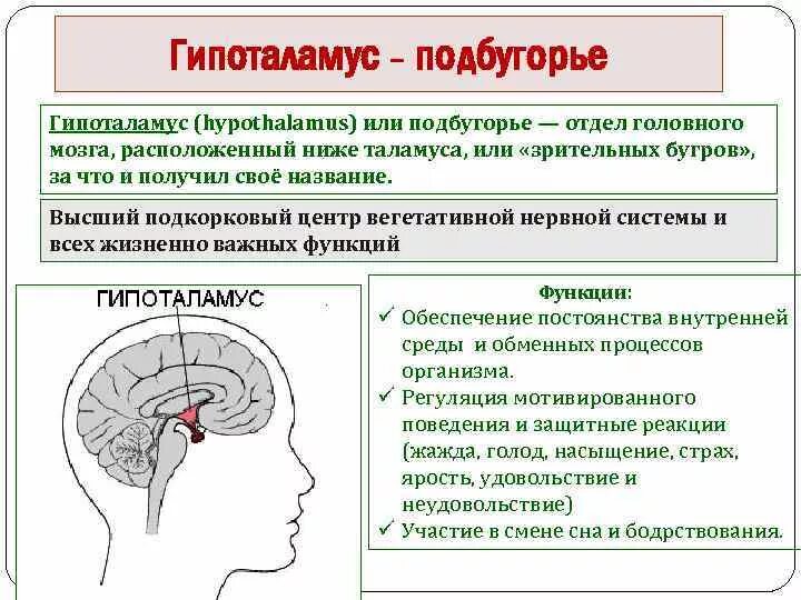 Гипоталамус содержит центры голода и жажды. Гипоталамус центр вегетативной нервной системы. Функции гипоталамуса головного мозга. Центры гипоталамуса. Подкорковый центр вегетативной системы.