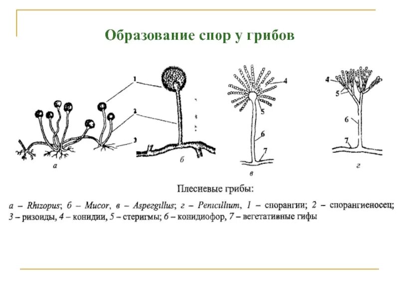 Где образуются грибы. Спорообразование грибов. Размножение грибов спорами. Образование спор у грибов. Где формируются споры у грибов.