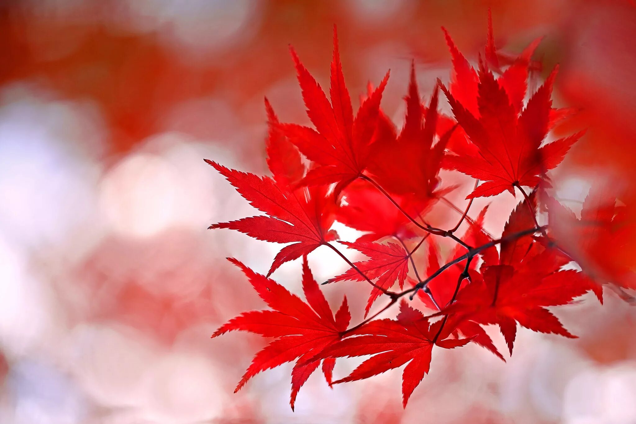 Багряной веткой. Красный лист. Багряный цвет листьев. Красный Лис. Красные осенние листья.