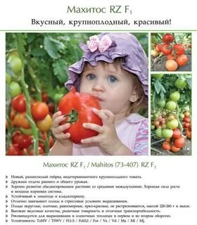 Махитос описание сорта