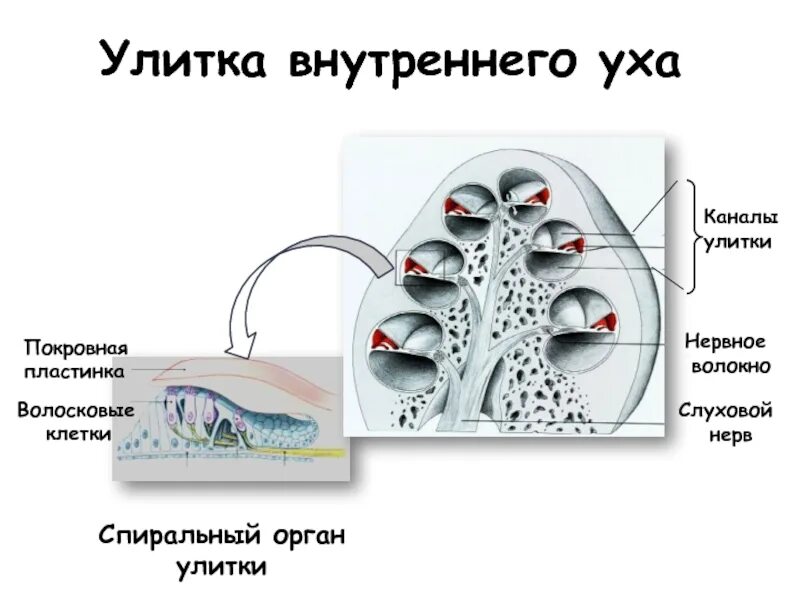 Клетки волосков улитки. Внутреннее ухо волосковые клетки. Строение уха волосковые клетки. Волосковые клетки улитки. Улитка внутреннего уха.